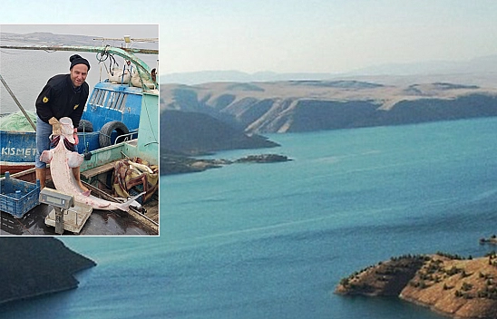 42 kiloluk dev balık Tunceli'de yakalandı: Bir servet değerinde!