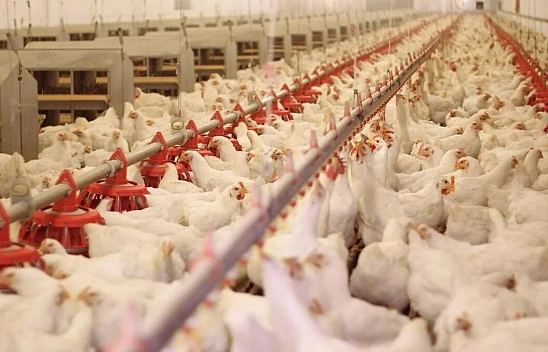 8 ilde beyaz et operasyonu: Gözaltılar ve kayyım kararı