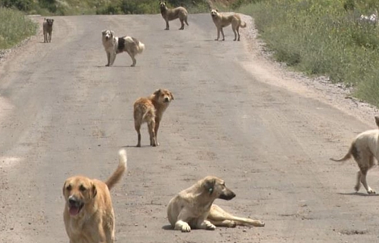 8 yaşındaki çocuğa köpek saldırdı