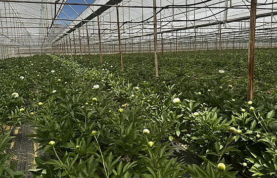81 İlden sipariş yağıyor! Tanesi 150 TL'ye satılıyor