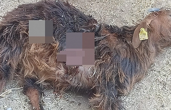 Aç Kalan Ayılar, Hayvanlara Zarar Vermeye Başladı