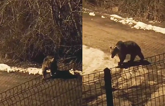 'Aç karnına uyunmaz' dedi  Şehir merkezine indi