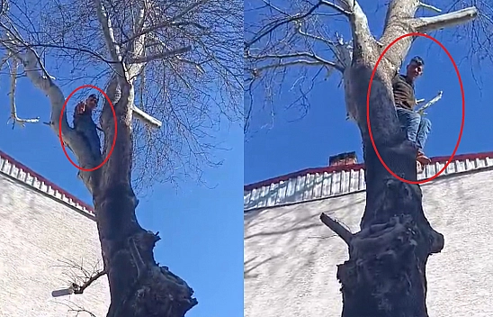 Ağaca Çıkan Maymun Değil Hırsız  Çıktığı Ağaçta Polise El Salladı