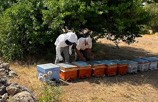 Ağın'da arıcılık çalışmaları hız kesmeden devam ediyor