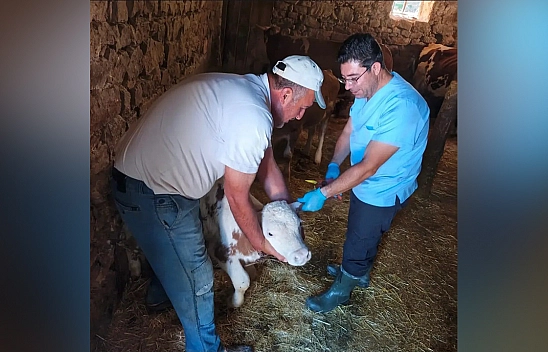 Ağın'da büyükbaş hayvanlarda aşılama ve küpeleme çalışması