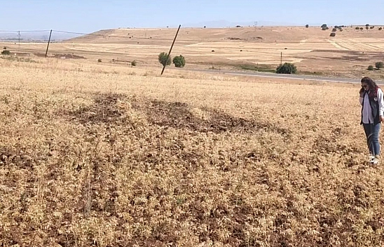Ağın'da tüylü nohutta hasat bereketi