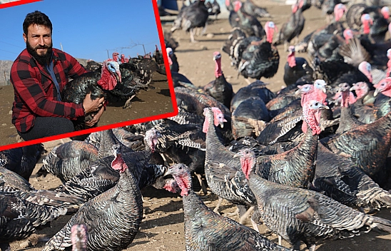 Almanya macerası bitti: Elazığ'da hindi çiftliği kurdu