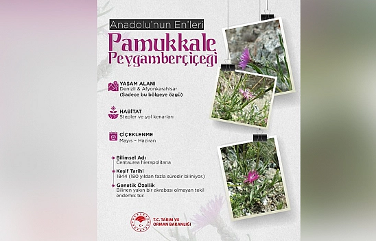 Anadolu'nun nadide çiçeği: Pamukkale Peygamberçiçeği