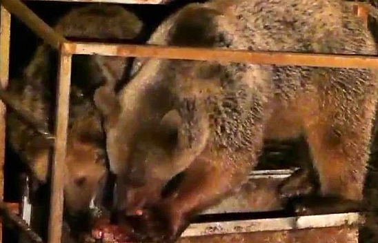 Anne ve Yavru Ayılar Yiyecek Bulmak İçin Şehre İndi