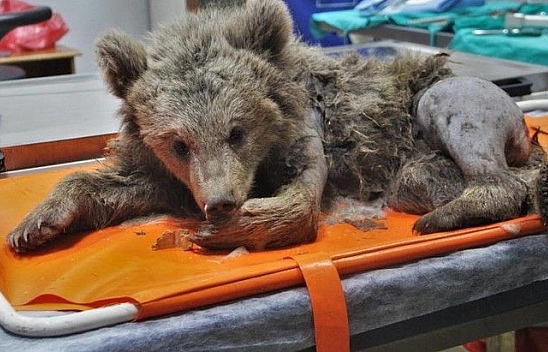 Araç çarpması sonucu bacakları kırılan yavru ayı ameliyata alındı