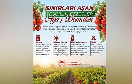 Ayaş domatesi lezzeti ve kalitesiyle sınırları aşıyor
