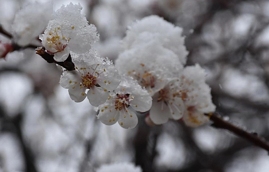 Bahar geldi diye sevinen Elazığ'a Meteoroloji'den kritik uyarı!