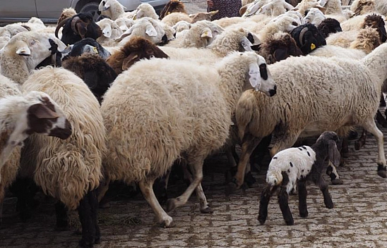 Bahar Müjdecileri Doğmaya Başladı