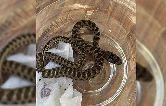 Bahçesinden zehirli engerek yılanı çıktı