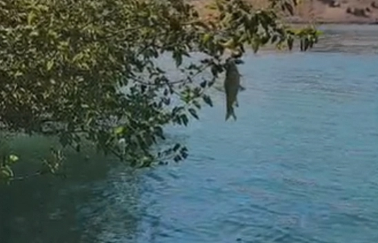 Balık bu kez ağaçta yakalandı