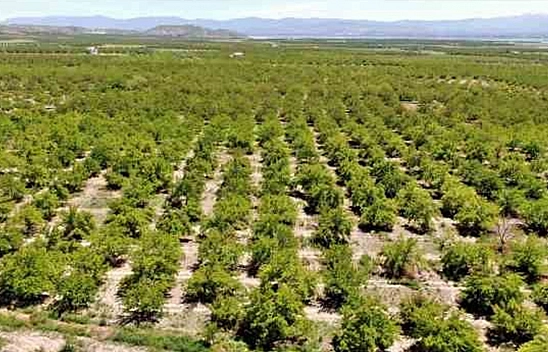 Baskil'e Yeni Rakip! Ürettikleri Kayısıları 25-30 TL'ye Satıyorlar!