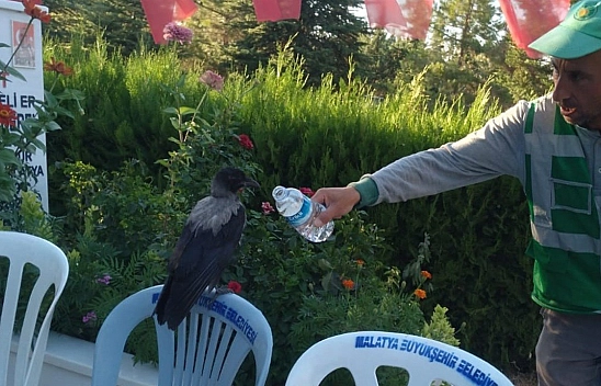Baygın Bulduğu Kargayı Lokumla Besledi