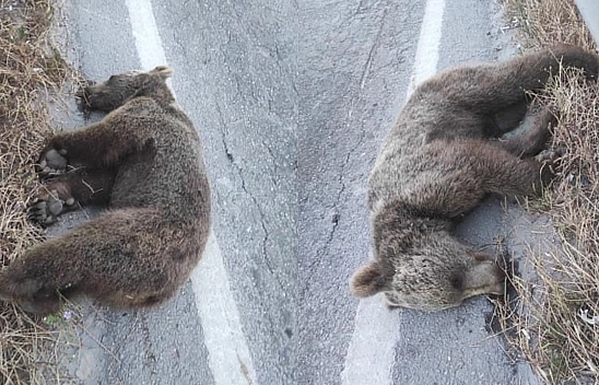 Bayram Dönüşü Tatilcilere Yolda Ayı Sürprizi