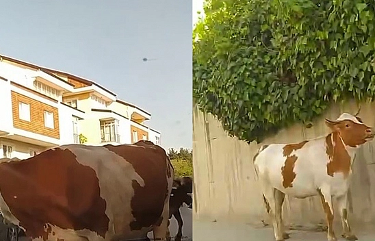 Bayram Gelmeden Kaçmayı Başaran Danalar  Görenleri Şaşırttı