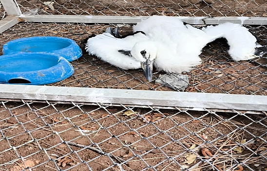 Bingöl'de Yaralı Bulunan Yavru Leylek Tedavi Altına Alındı