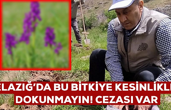 Bu bitki Elazığ'da yetişiyor: Koparılması yasak! 26 kişiye toplamda 2 milyon 964 bin TL ceza kesildi