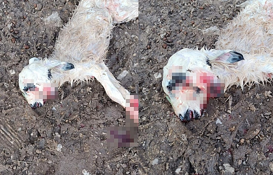 Bu Kuzuyu Gören Bir Daha Bakıyor!