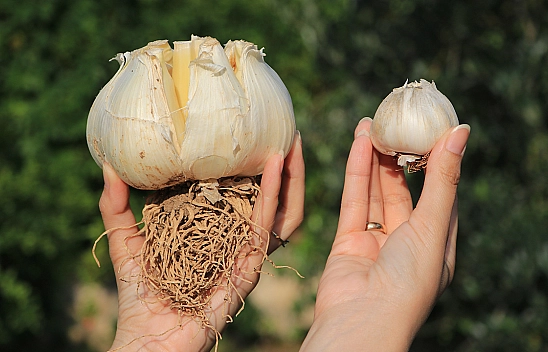 Bu Sarımsağı Gören Bir Daha Bakıyor  Normallere Göre 3-4 Kat Büyük