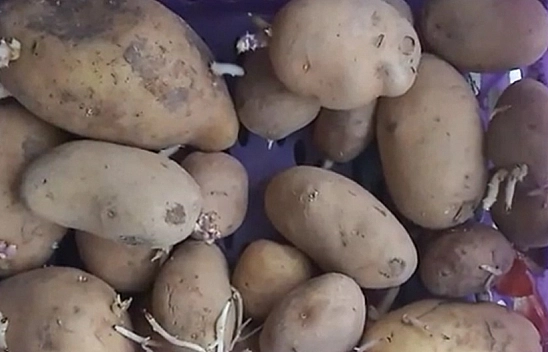 Bu yöntemle patatesleriniz artık filizlenmeyecek: Bunu mutlaka denemelisiniz