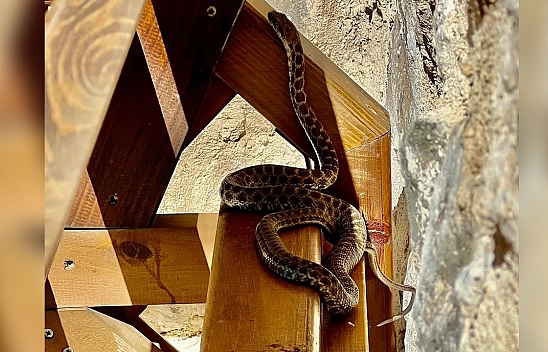 Camii Avlusunda Yılan  