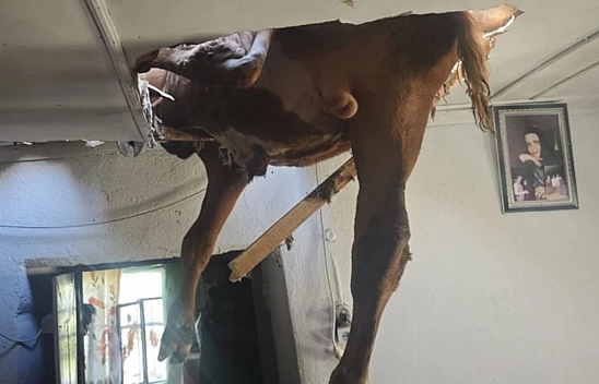 Damızlık boğa çatıdan salona düştü