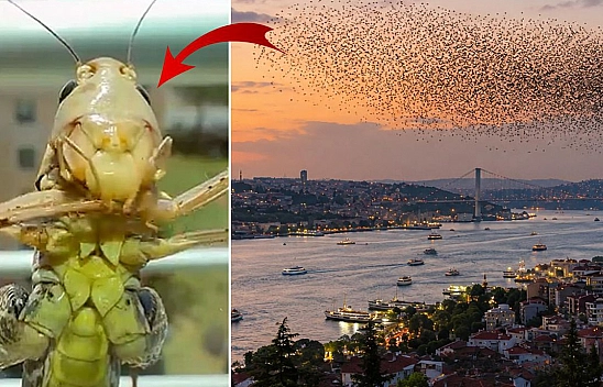 Dev çekirge sürüsü yayılıyor! Bir il daha alarm verdi