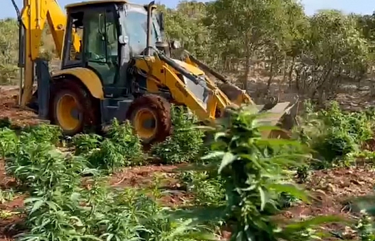 Diyarbakır'da 403 Kilo Esrar Ve 423 Bin Esrar Bitkisi Ele Geçirildi