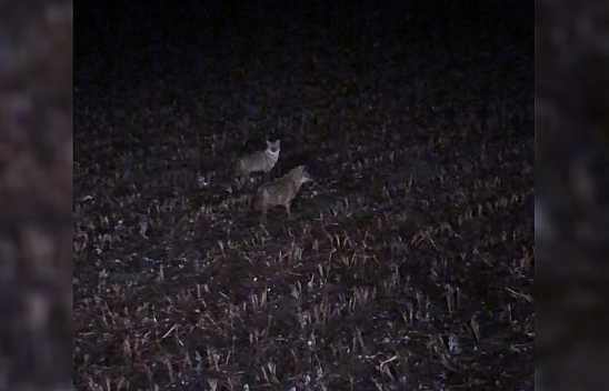 Diyarbakır'da Kurtlarla Göz Göze Gelen Vatandaş Müziğin Sesini Açtı