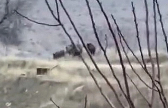 Doğanın Süper İstilacısı Elazığ'da Görüntülendi! Yakında Dünyanın Her Yerini Dolduracaklar!