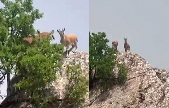 Dün Palu'yu Mesken Tutmuşlardı Bugün Harput'ta Görüntülendiler!