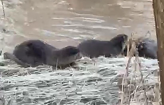 Dünyada Biri Bile Görülemezken Üç Tanesi Peş Peşe Görüntülendi!