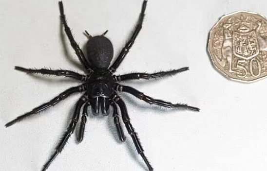 Dünyanın En Büyük ve En Zehirli Erkek Huni Ağı Örümceği Bulundu