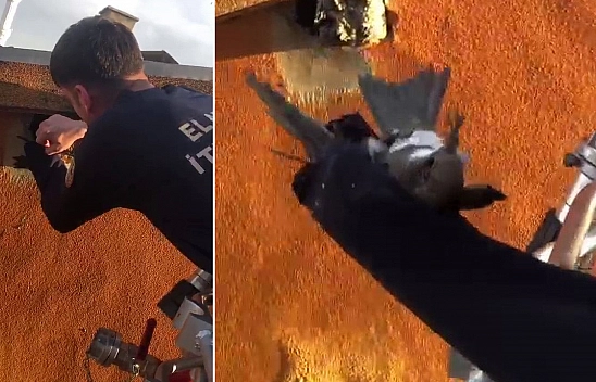 Duvardaki deliğe sıkışan ebabil kuşunu itfaiye ekibi kurtardı