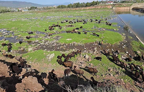 Elazığ'a Bahar Geldi, Koyun Sürüleri Otlağa İndi