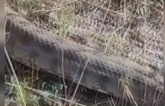 Elazığ'a çok yakın bir ilde göründü: 2 metrelik dev yılan görenleri hayrette bıraktı... Aman dikkat!