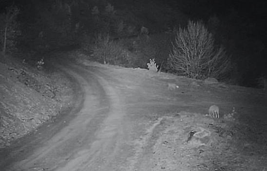 Elazığ'a Kurt Sürüsü İndi!