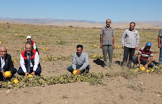 Elazığ Alpagut Köyü'nde kavun hasadı yapıldı