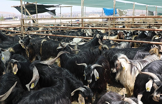Elazığ Belediyesi, kurban satış ve kesim alanını açıkladı