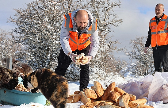 Elazığ belediyesi Sokak hayvanlarını unutmadı