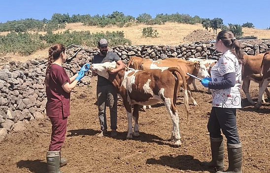 Elazığ büyükbaş hayvanlara yönelik aşılama çalışması