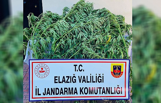 Elazığ'da 112 Kök Kenevir Ele Geçirildi 1 Gözaltı