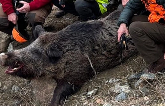 Elazığ'da 200 kiloluk yaban domuzu avlandı