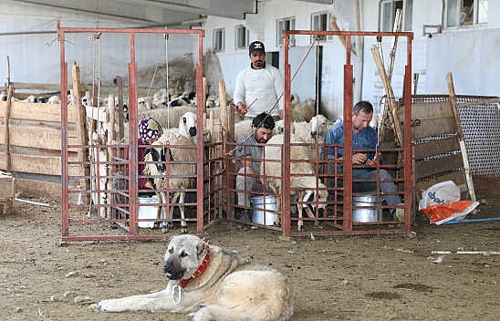 Elazığ'da 2024 yılında küçükbaş hayvancılığa 41 milyon lira destek sağlandı