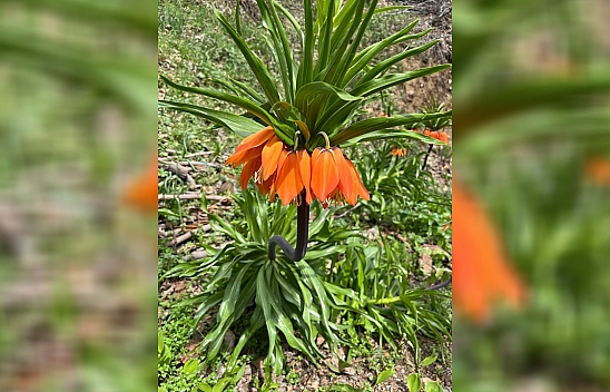 Elazığ'da 244 bin liranız yoksa yaklaşmayın bile!