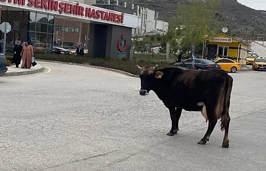 Elazığ'da 3 gündür hastane önünde bekleyen inek